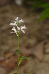 Racemed milkwort